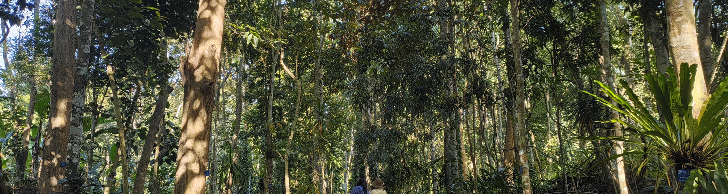 西双版纳当地风景
